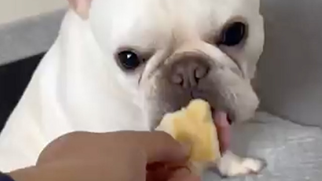 パンのあとにパパの靴下あげてみた