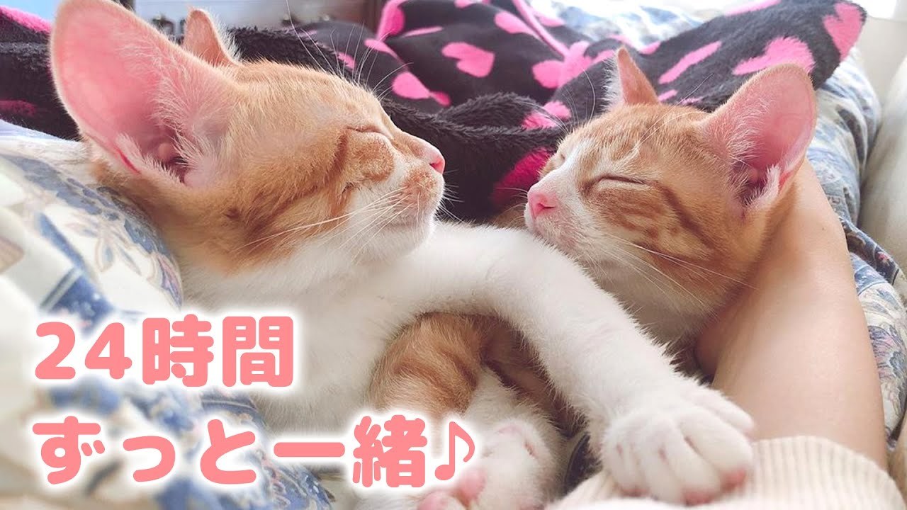 生まれた時からずっと一緒に生きてきた2匹の保護猫。その仲良しっぷりがすごくて…。 PECO（ペコ）