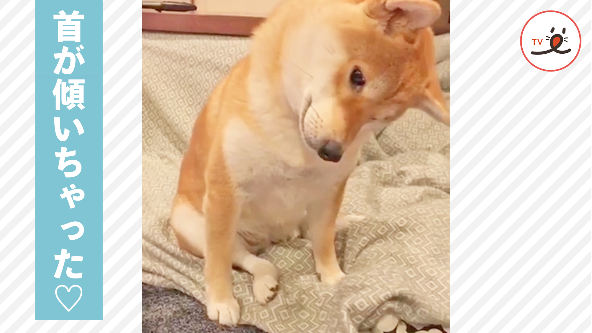 電話が鳴った！ その時、柴犬さんは……