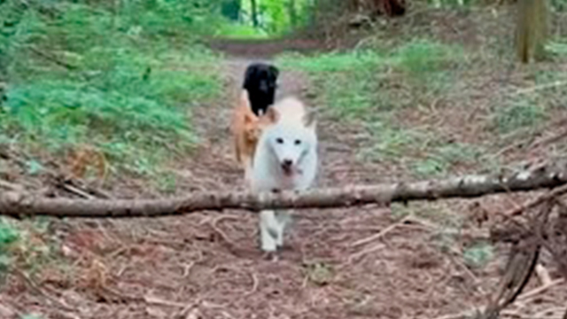 3本足でも誰よりも高く飛ぶ白柴さん