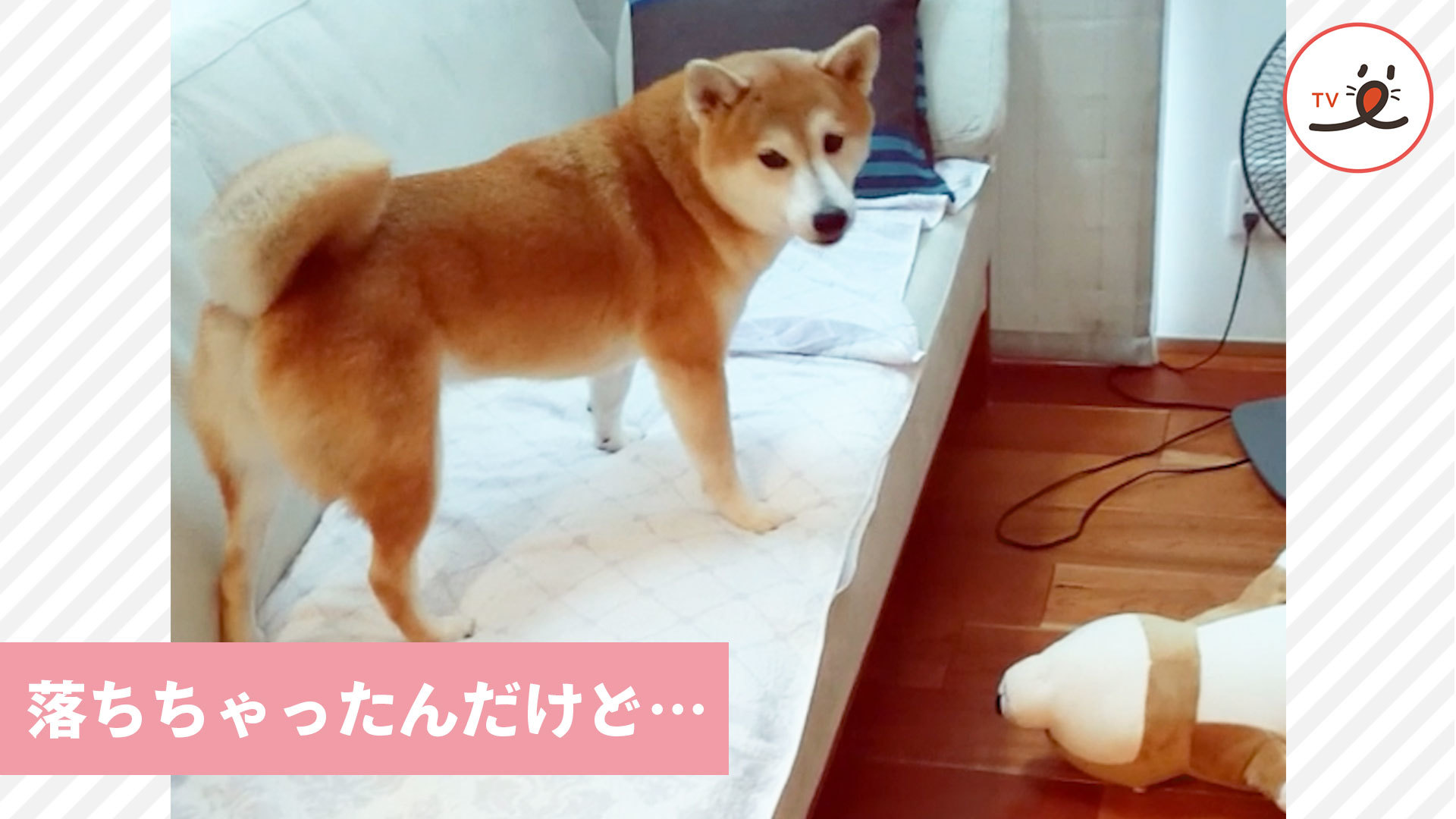 「と、届かない……！」イライラするワンコ