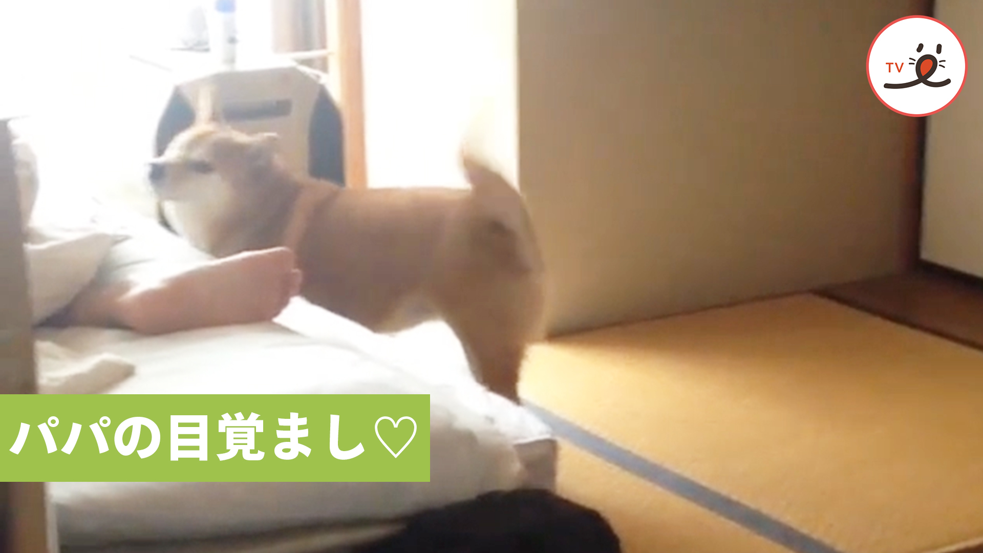 柴犬さんの朝の日課は……♪