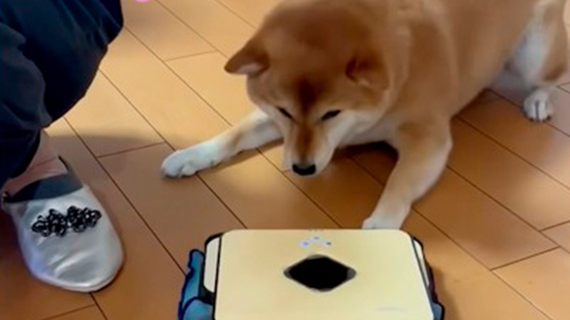 【ロボットに轢かれた！】ママに言いつける柴犬さん