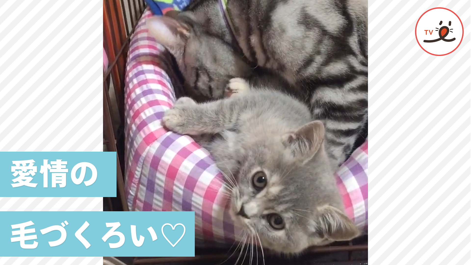 愛情たっぷりな毛づくろいに子猫は……？