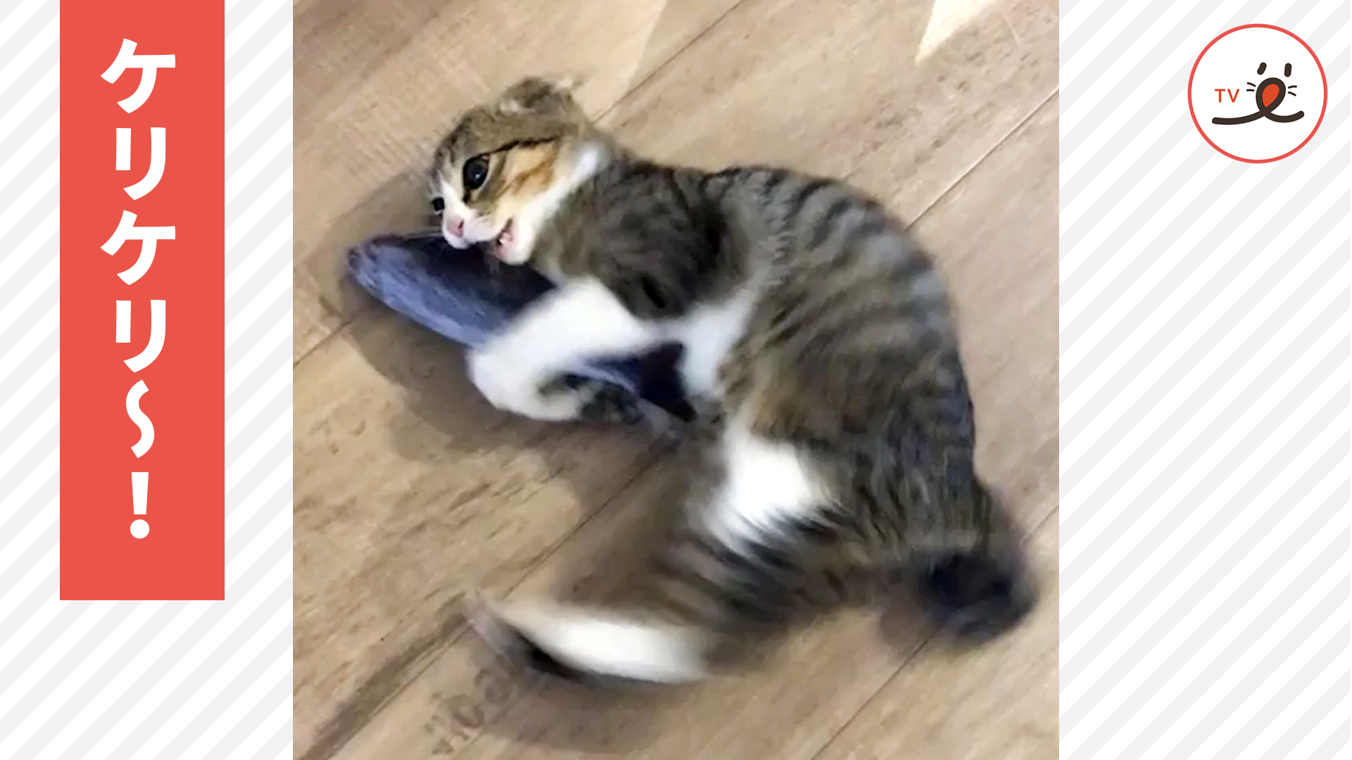 オモチャをケリケリするはずが……自分まで！？