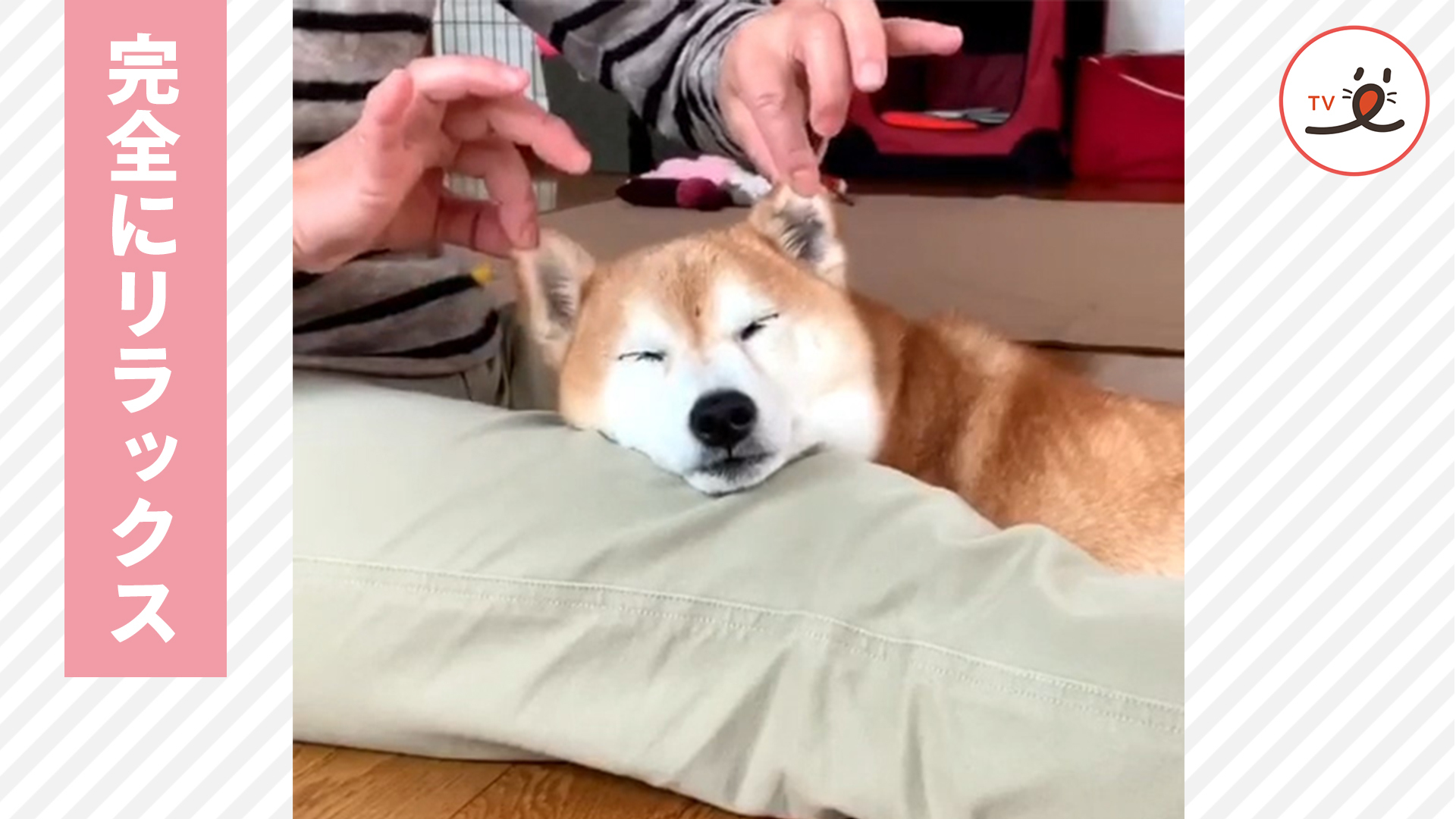 今日は特別♪ 柴犬さんがされるがままな理由